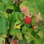 Rubus parviflorus Fruto