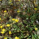 Helianthemum marifolium Blad