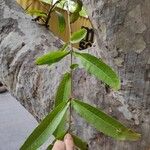 Terminalia arjuna Leaf