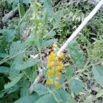 Crotalaria mitchellii Облик