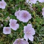 Geranium himalayense 花