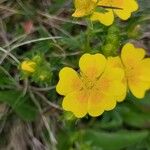 Potentilla aurea Цветок