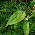 Eupatorium serotinum Leaf