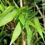 Chusquea ramosissima Leaf