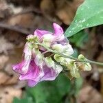 Lathyrus venetus Bloem