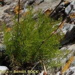 Daucus setifolius Alkat (teljes növény)