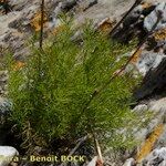 Daucus setifolius Habitus