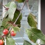 Malus prunifolia Fruit