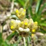 Gnaphalium cheiranthifolium