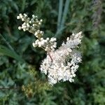 Filipendula ulmariaFlower