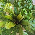 Microsorum punctatum Blatt