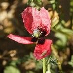 Papaver hybridum 花