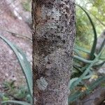 Gymnanthes lucida Bark