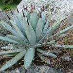 Agave macroacantha Ліст