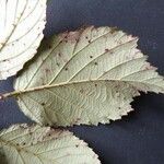 Rubus bracteatus Feuille