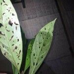 Psychotria carthagenensis Hoja