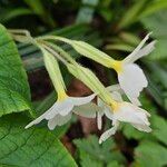 Primula × polyantha Blomst