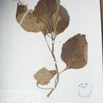 Isodon scrophularioides Otro