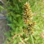 Carex stipata Virág