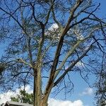 Vachellia xanthophloea Hábito