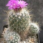 Stenocactus ochoterenianus Агульны выгляд