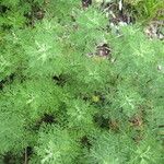 Artemisia chamaemelifolia Buveinė