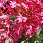 Valeriana lecoqii Květ