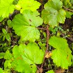 Rubus alceifolius Pokrój