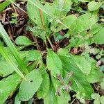 Crepis mollis Blad