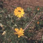 Cladanthus arabicus Otro