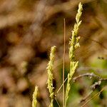 Milium vernale Flower