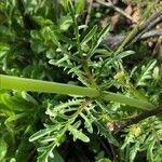 Valeriana calcitrapae Leaf