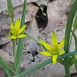 Gagea pratensis Flower