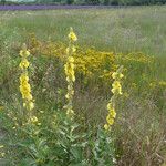 Verbascum thapsus Habitus