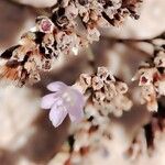 Limonium biflorum Flower