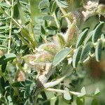 Astragalus trigonus Gyümölcs