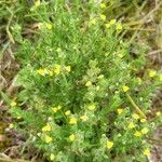 Linaria arenaria Blomma