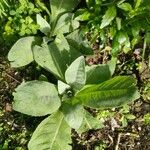 Verbascum phlomoidesLehti