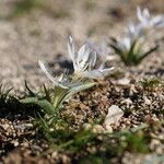 Colchicum hungaricum Flor