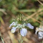 Nigella arvensisÇiçek