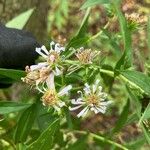 Symphyotrichum puniceum Flors