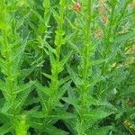 Verbascum blattaria List