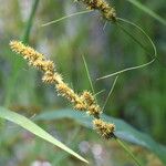Carex vulpinoidea Flor