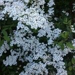 Spiraea × vanhouttei Flower