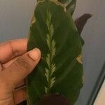 Goeppertia undulata 葉