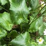 Caltha leptosepala Leaf