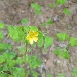 Oxalis strictaFloare