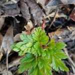 Physospermum cornubiense Blad