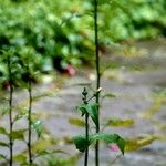 Prenanthes purpurea Leaf