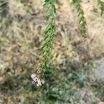 Lespedeza cuneataFlower